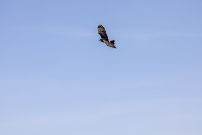 Short Tailed Hawk Palo Verde NP 2024